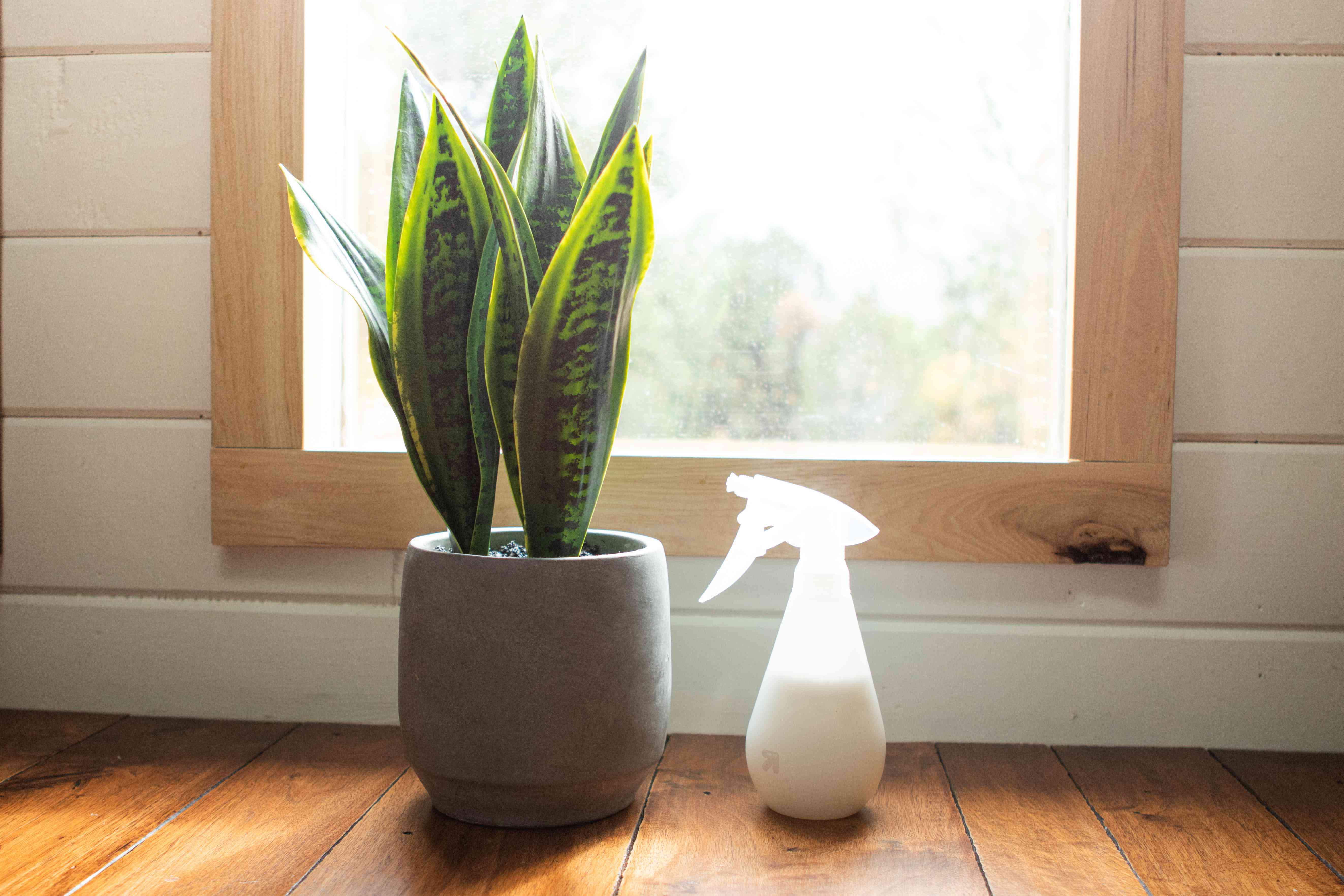 蛇室内植物在混凝土种植坐在阳光充足的窗户旁边，diy楝树油喷雾