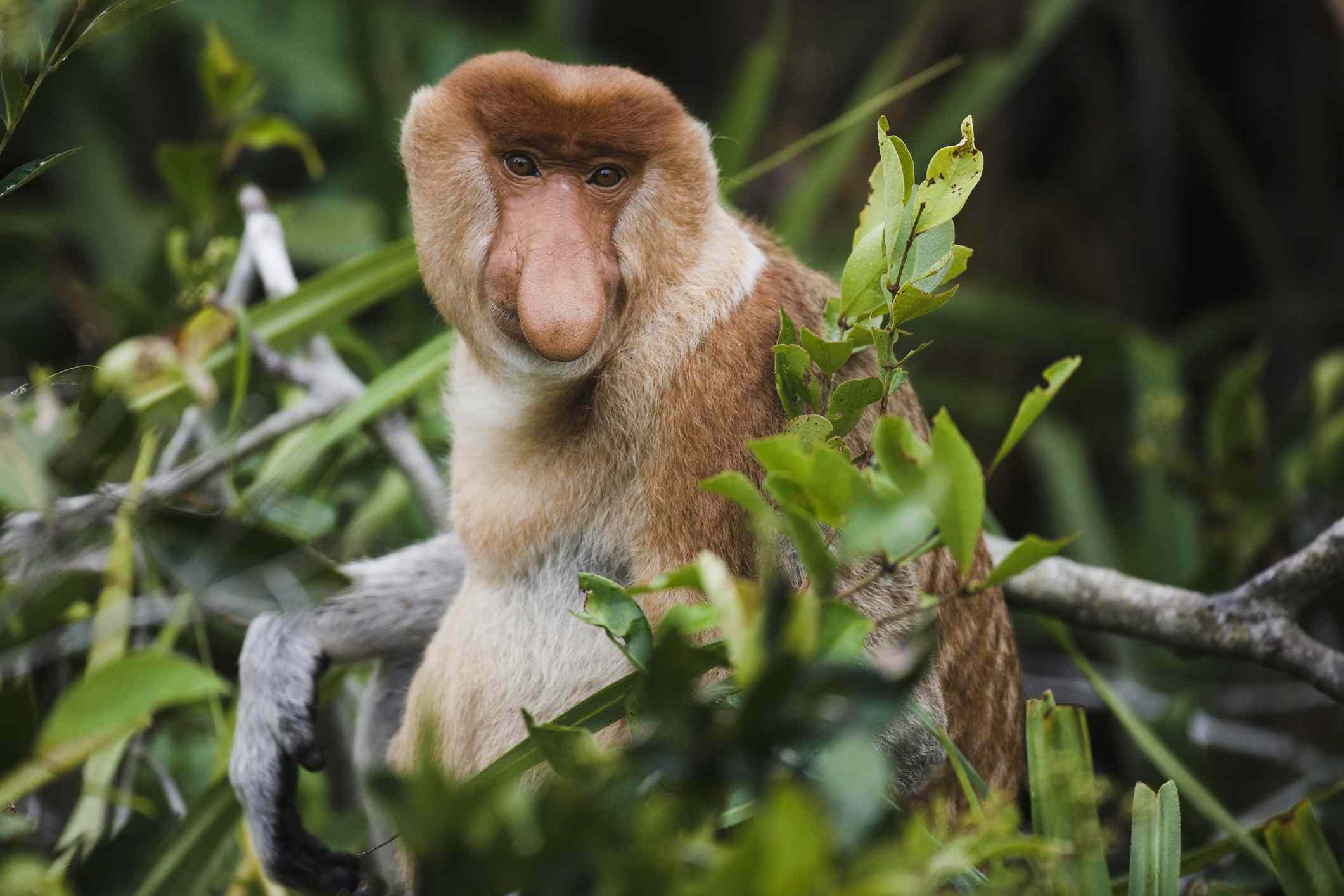 印度尼西亚婆罗洲的一只雄性长鼻猴＂width=