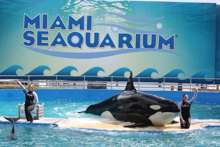 在迈阿密海Quarium表演的杀手鲸。