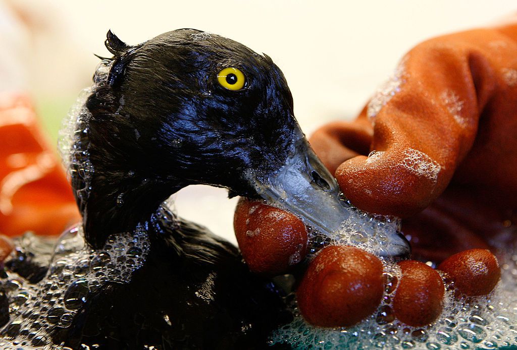 一只橙色的手拿着在旧金山湾油野生动物护理中心洗涤的一只油浸泡的海鸟的肥皂喙。