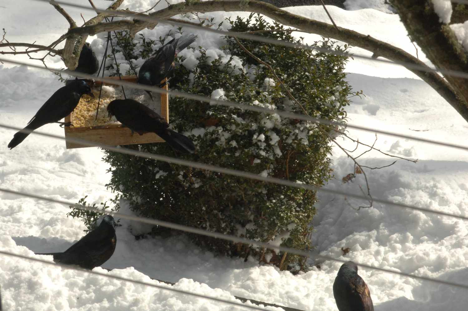 三个黑鸟栖息在广场喂鸟器在白雪皑皑的领域