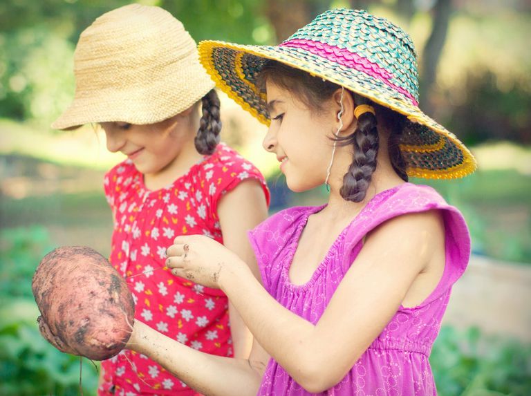 两个年轻女孩从花园里收获土豆