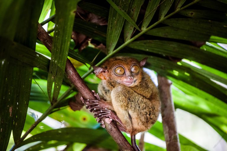 棕色菲律宾tarsier，巨大的琥珀色眼睛抓着一棵棕榈树“class=