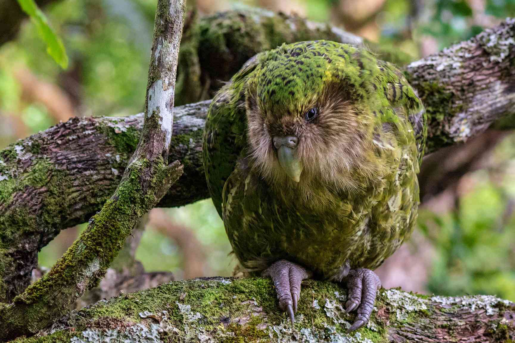 绿色的鸮鹦鹉栖息在长满苔藓的树枝上