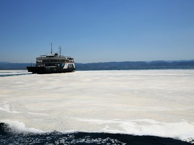 土耳其海鼻涕