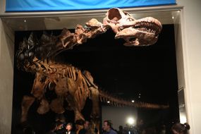 自然历史博物馆举办了新的122英尺恐龙展览的媒体预览