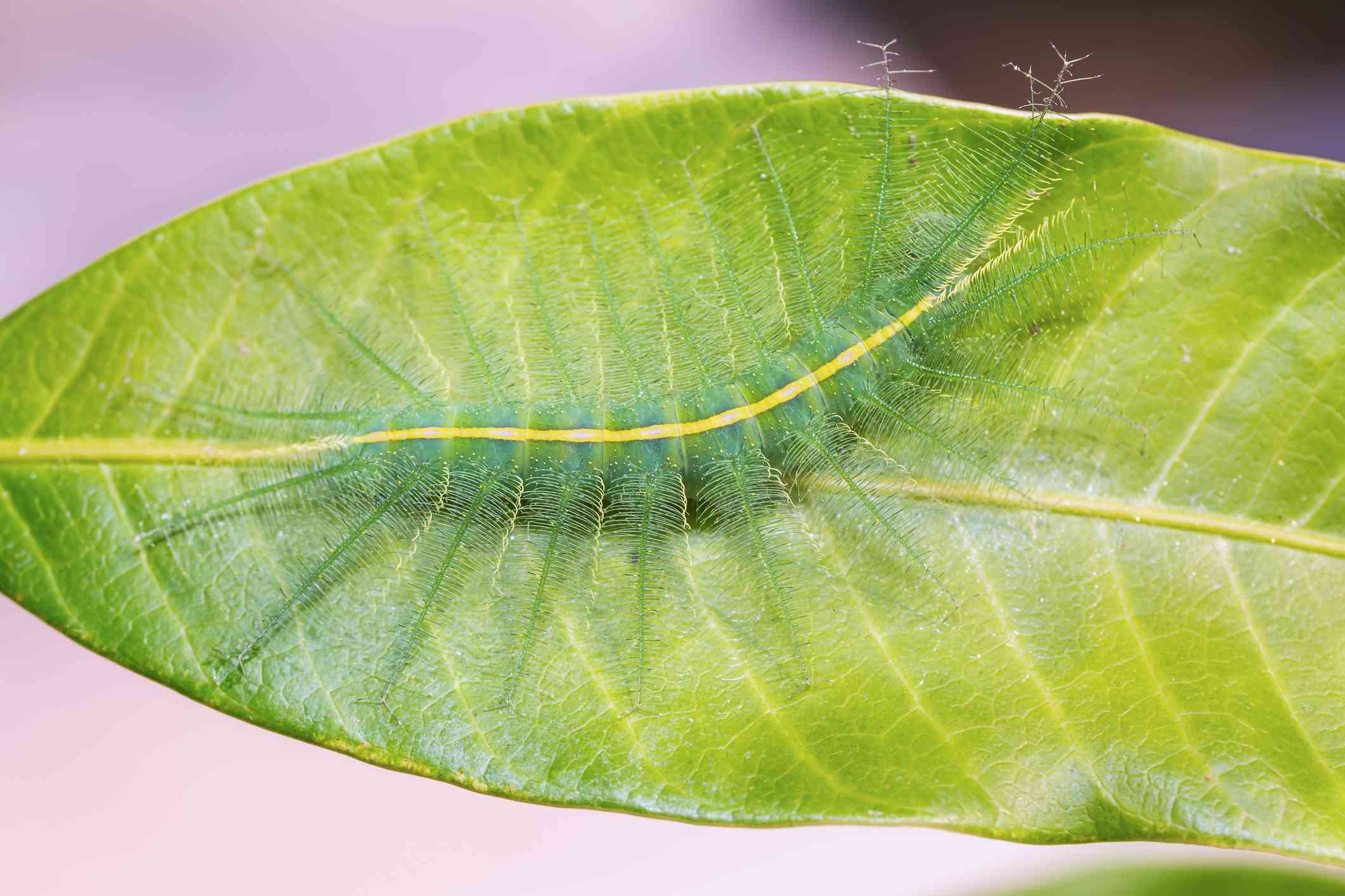 毛茸茸的绿色毛虫伸展在大芒果叶子上＂width=