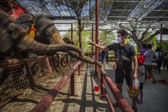泰国的大象在冠状病毒大流行中面临风险