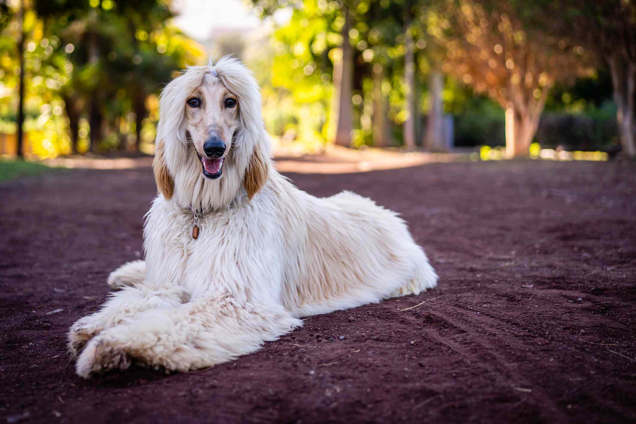 在德拉克鲁兹港的一只阿富汗猎犬