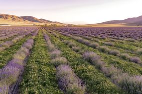 犹他州莫纳的薰衣草田