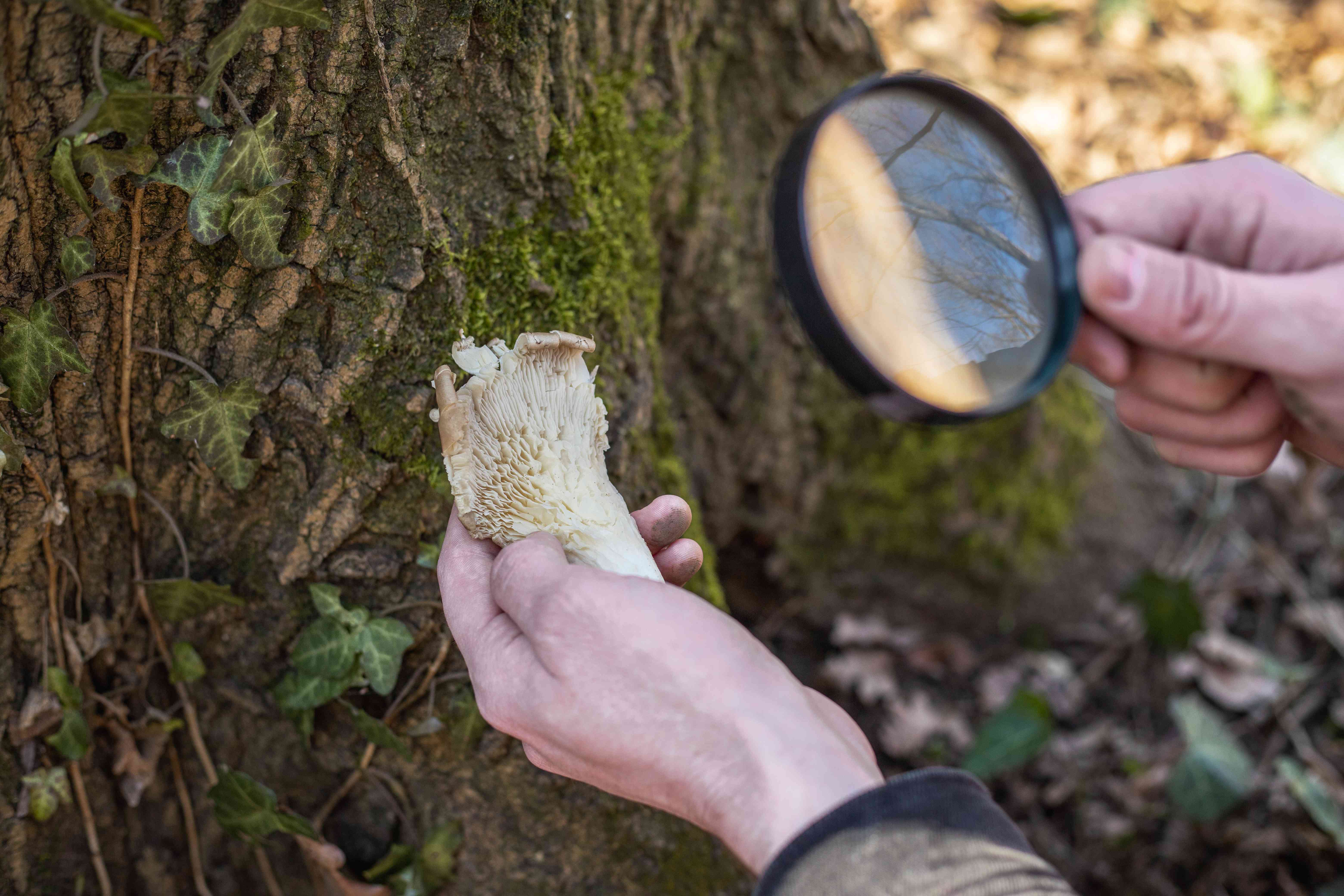 双手拿着放大镜对准树林里发现的蘑菇