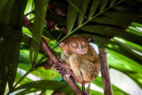 一只棕色的菲律宾眼镜猴，琥珀色的大眼睛抓着一棵棕榈树