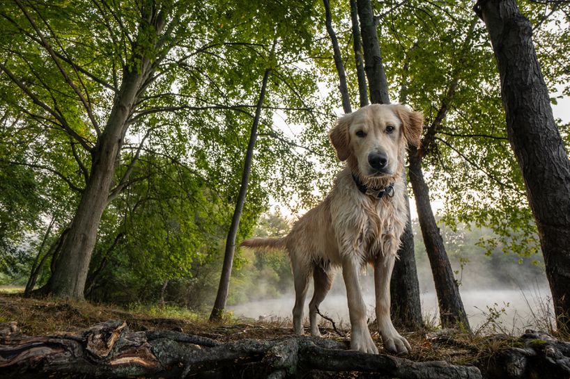树林里的金猎犬