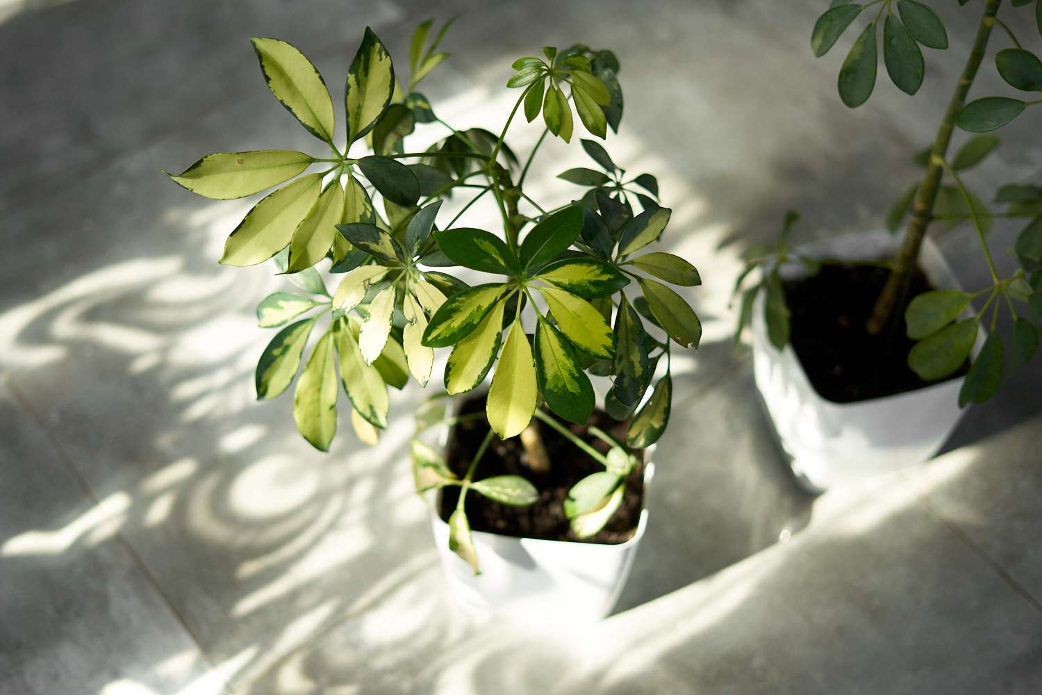 多绿色图案的伞形植物的叶子在阳光斑驳的光白色花盆