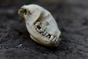 动物头骨的图像，牙齿在黑色裂缝上“width=