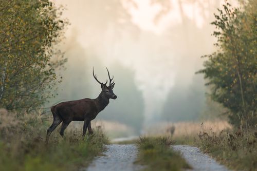 黄昏时分，一只长着鹿角的公鹿走在乡村的林间小路上