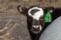 黑白奶牛带有耳号从金属筒仓中窥视