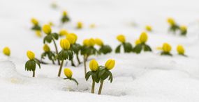 黄色的花从雪中露出来＂width=