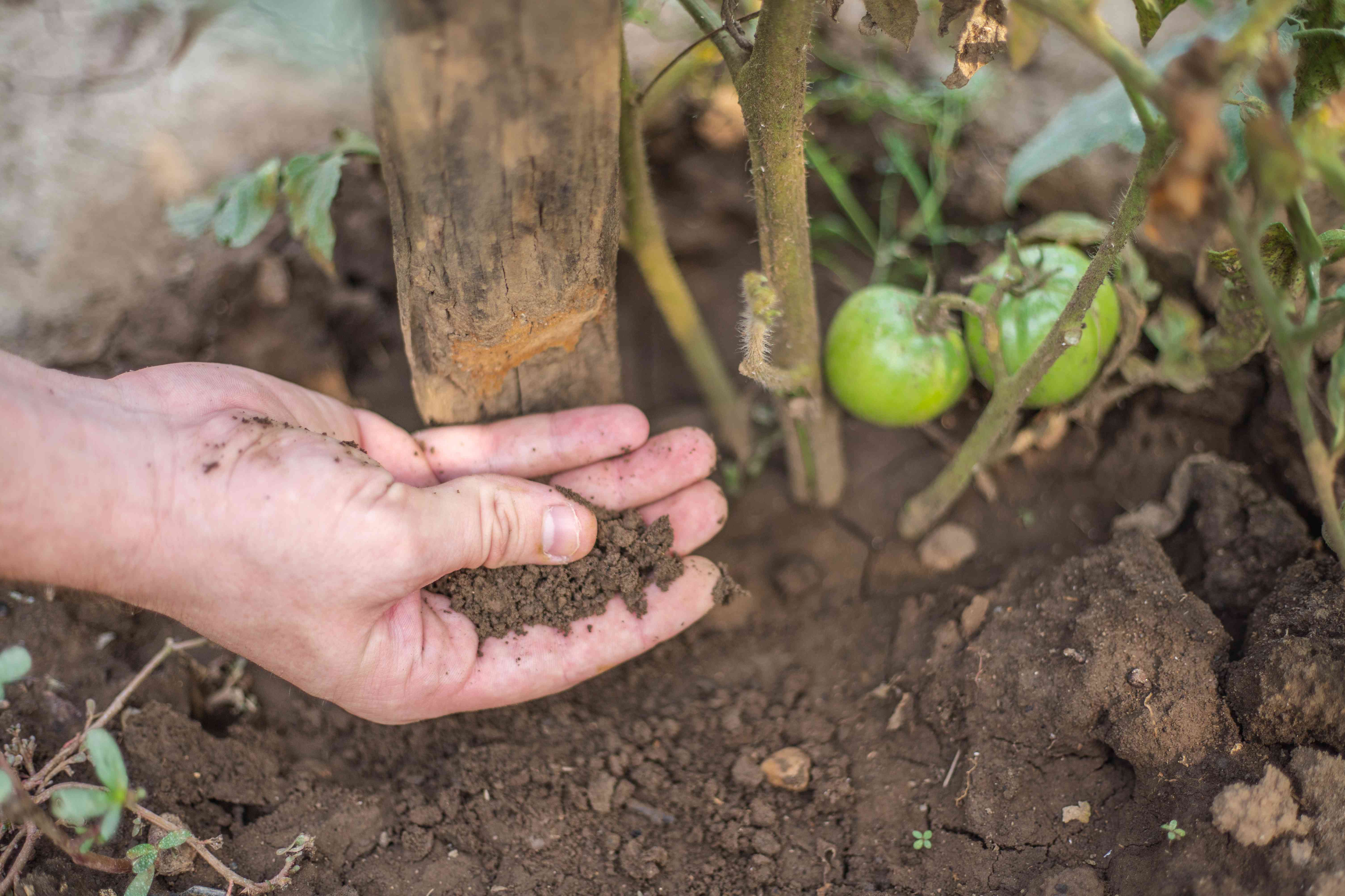 双手在花园中种植的绿色番茄藤蔓植物底部添加堆肥＂width=