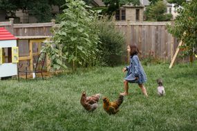 小女孩光着脚和鸡一起走过后院