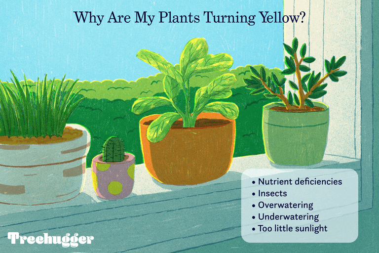 为什么我的植物都变黄了