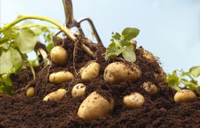 挖掘有机土豆