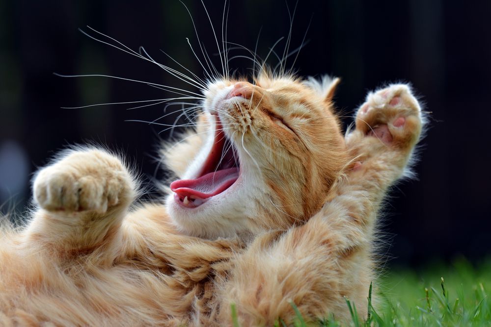 姜猫用爪子在空中打呵欠