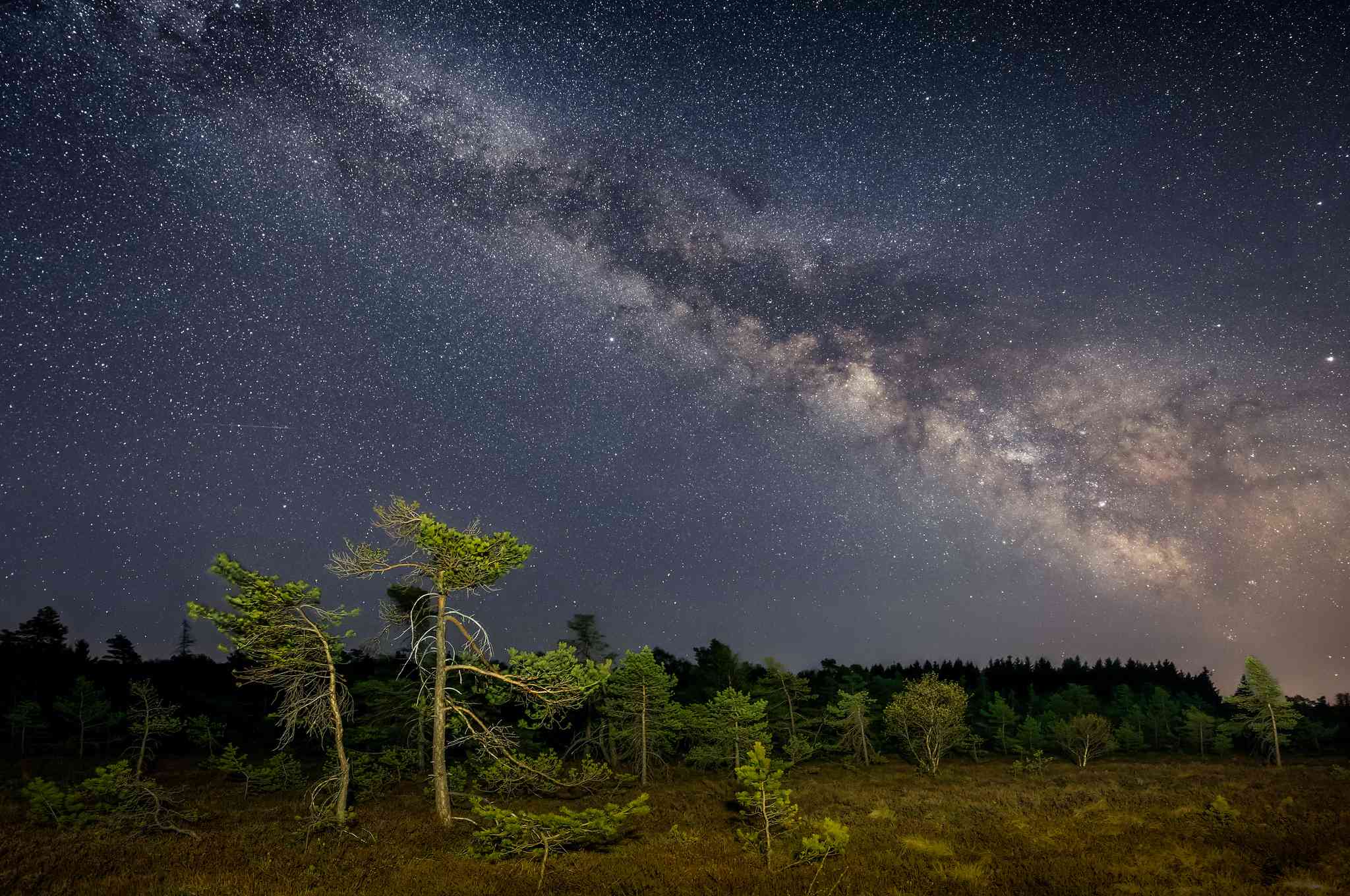 银河系的晚上在常绿森林”width=