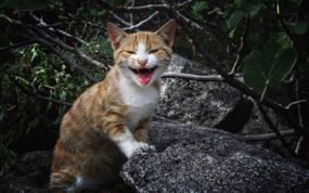 小猫站在岩石上喵喵叫”width=