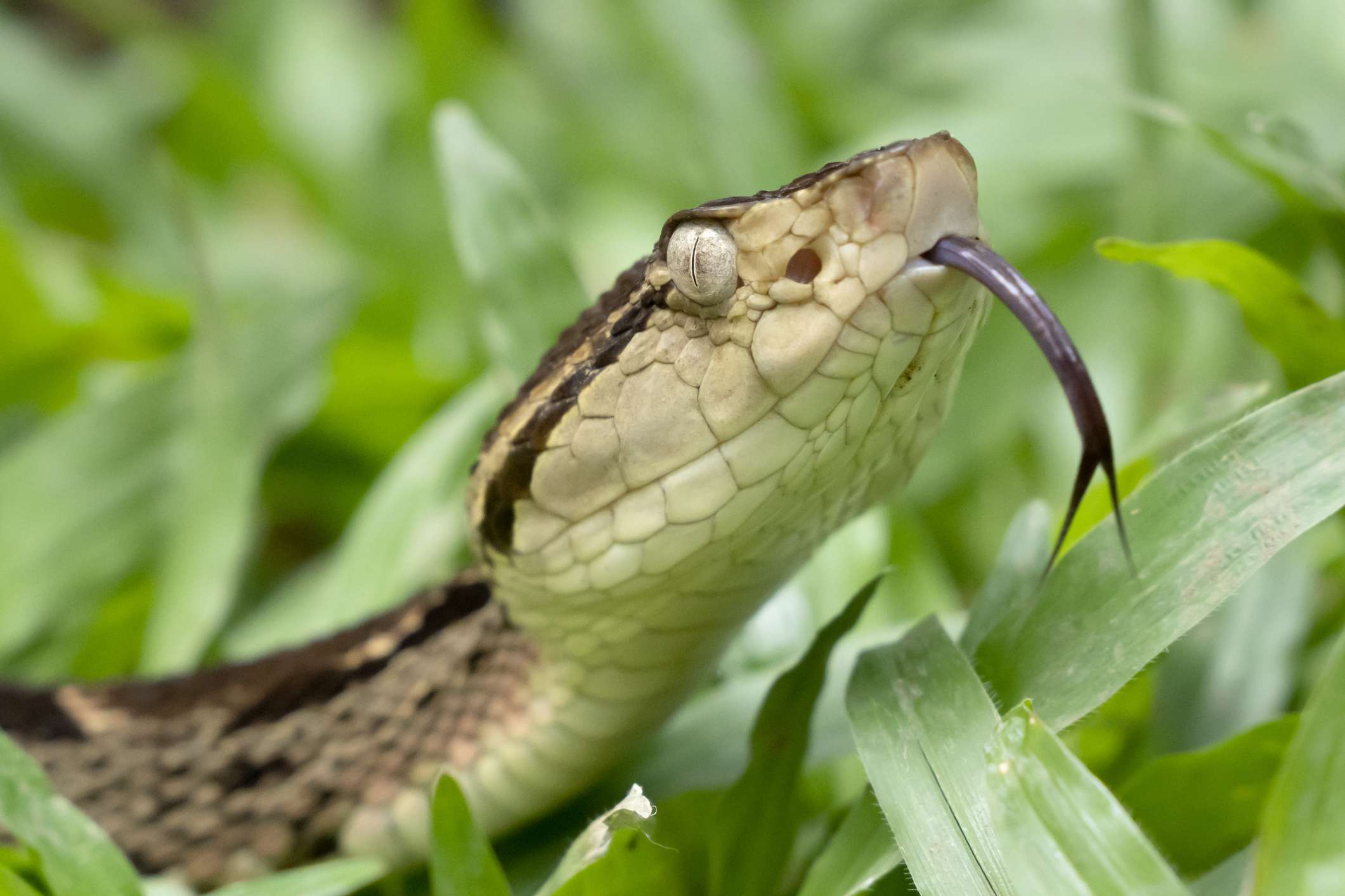 带有延长舌头的FER-de-Lance Snake的头部出现从叶茂绿色植物“width=