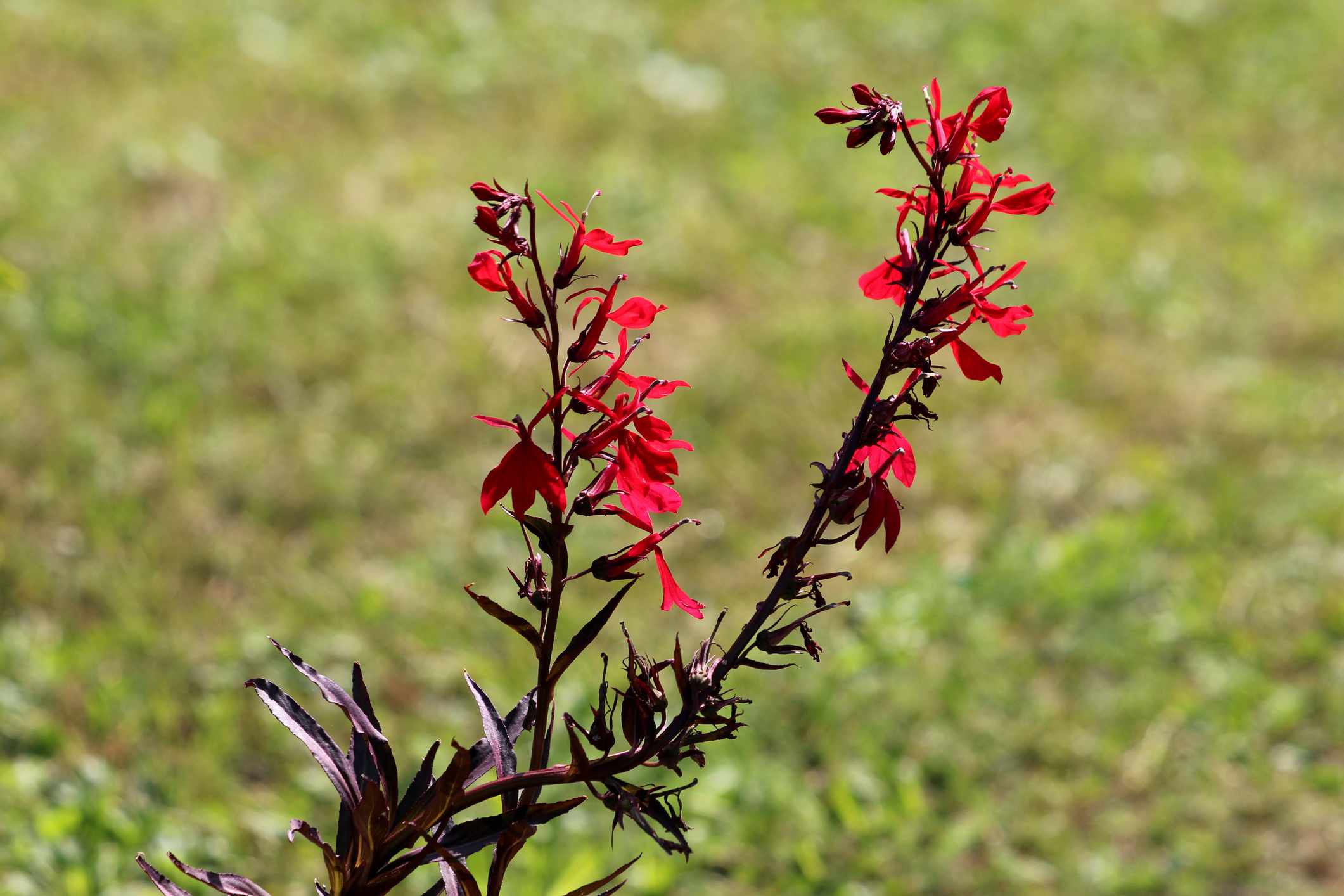 两个红衣主教花或半边莲cardinalis开花植物