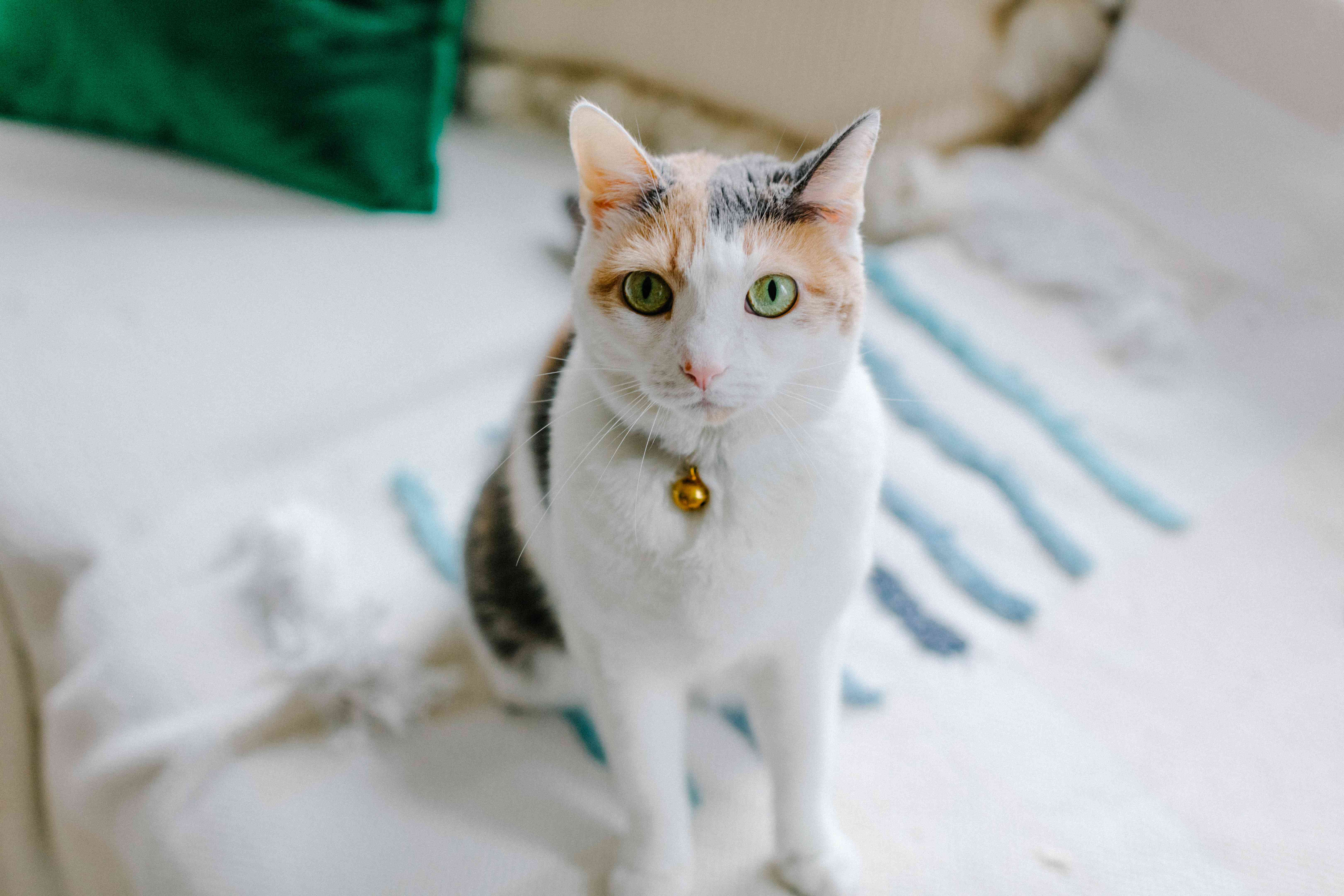 Calico Kitty猫坐在带条纹毯子的白色沙发上，盯着摄影师