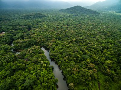 在巴西的俯瞰雨林