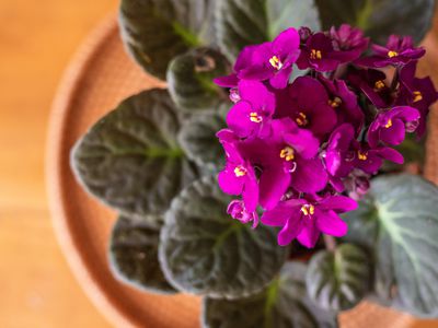顶视图开花深紫色非洲紫罗兰的室内植物在桌子上