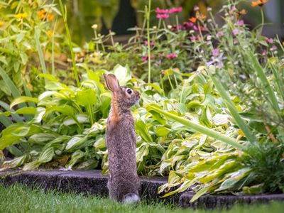 兔子凝视一个花园