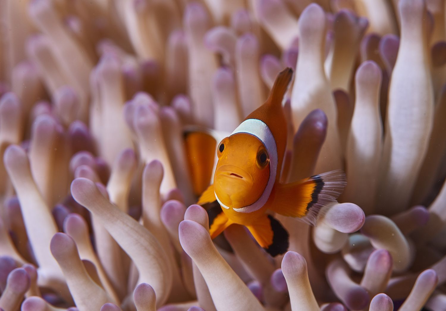 小丑鱼游泳在一个粉红色的海葵珊瑚。