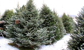 弗雷泽冷杉圣诞树在一个雪覆盖的地段出售。＂width=