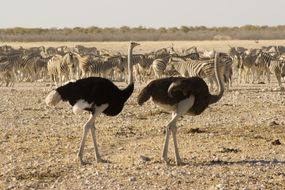 在沙漠中，前景是一对鸵鸟，背景是一群斑马＂width=