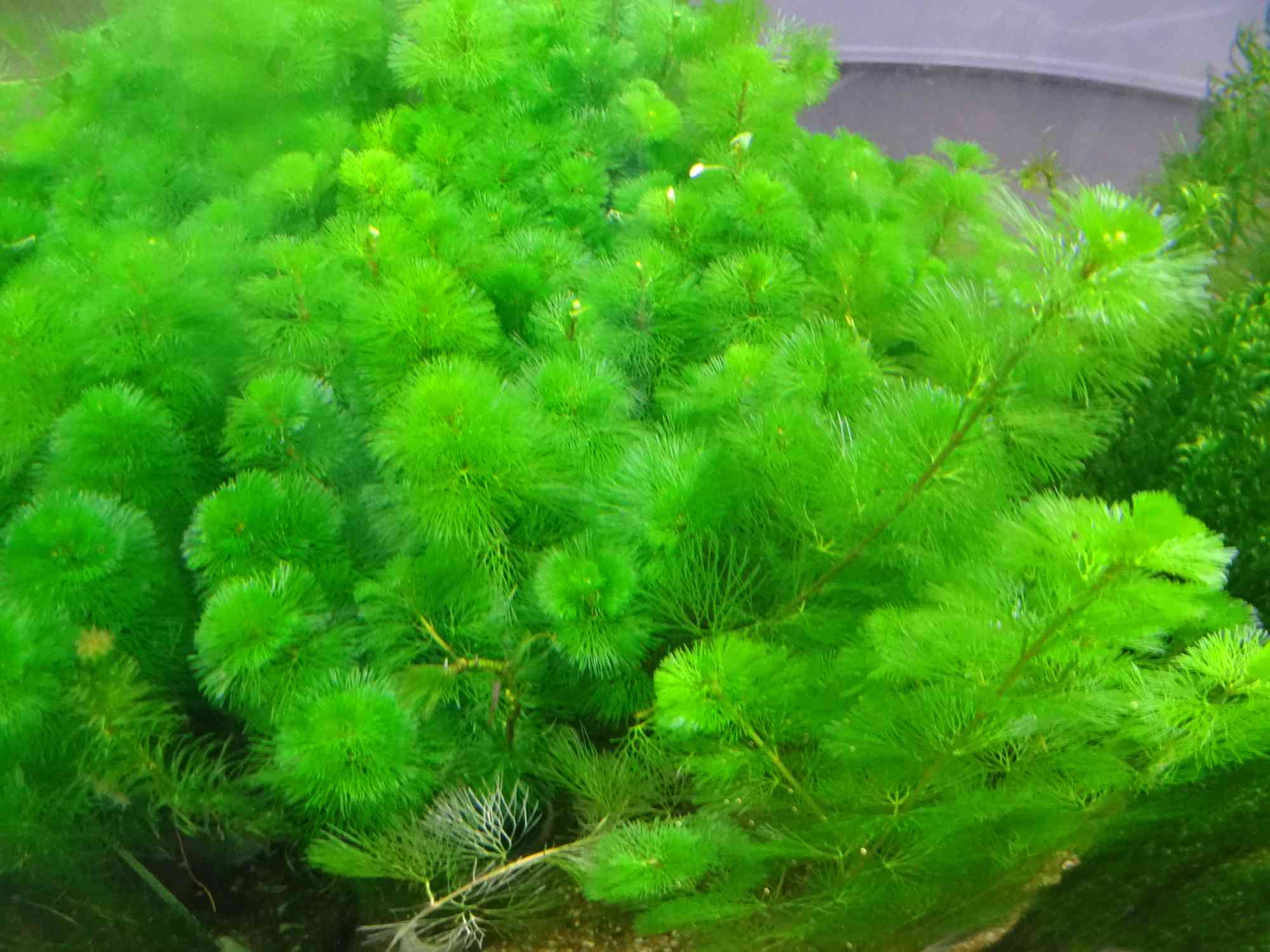 羽毛绿色淡水水族馆植物/池塘草，卡罗莱纳范草(Cabomba)，鱼缸