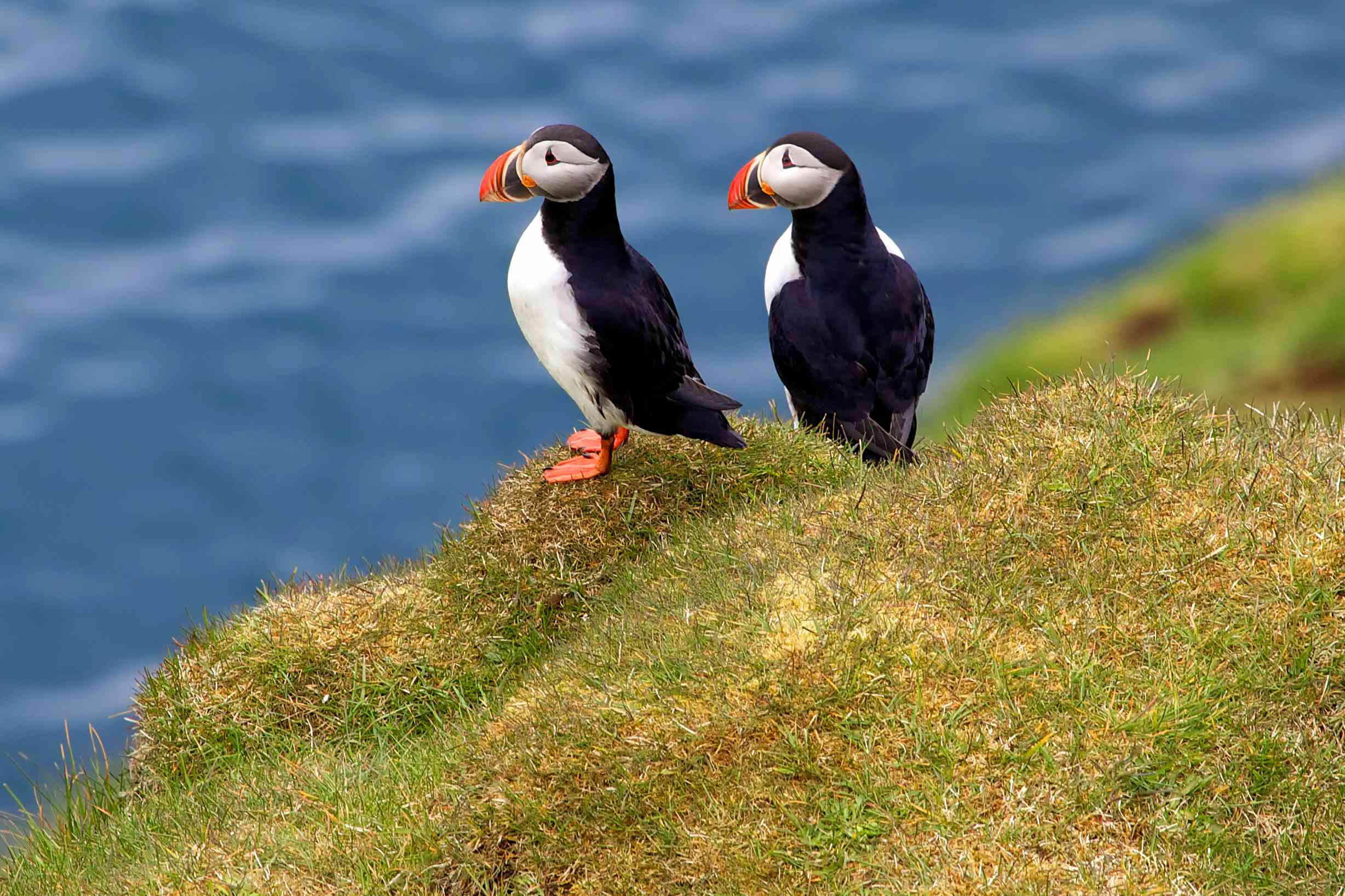 两只海雀，白色的胸膛，黑色的羽毛，橙色的喙和蹼足，站在一座俯瞰大海的绿色小山上
