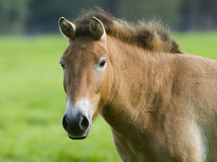 przewalski的马匹