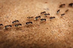 蚂蚁排成一列行进
