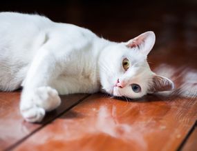白色的khao manee猫躺在木桌上“width=