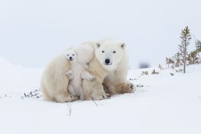 北极熊母幼熊