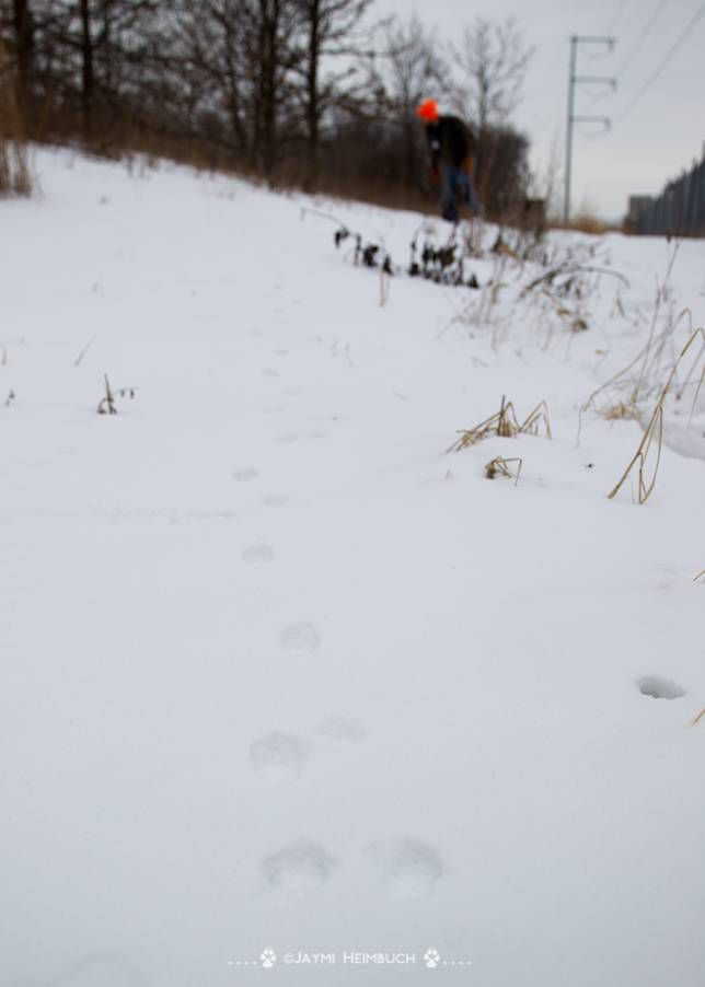 追踪雪地里狐狸的足迹