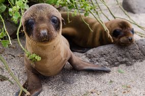 A couple of Galapagos sea lion pups.