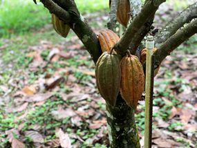 热带雨林农场树上成熟的可可荚果实