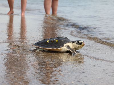 A turtle on the beach walking toward the water