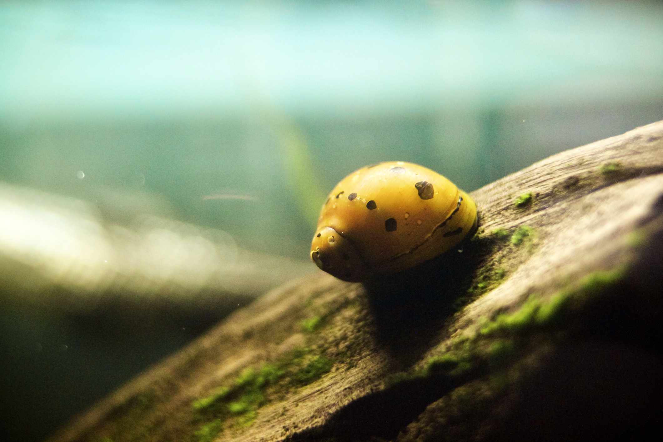 水下的淡水蜗牛＂width=
