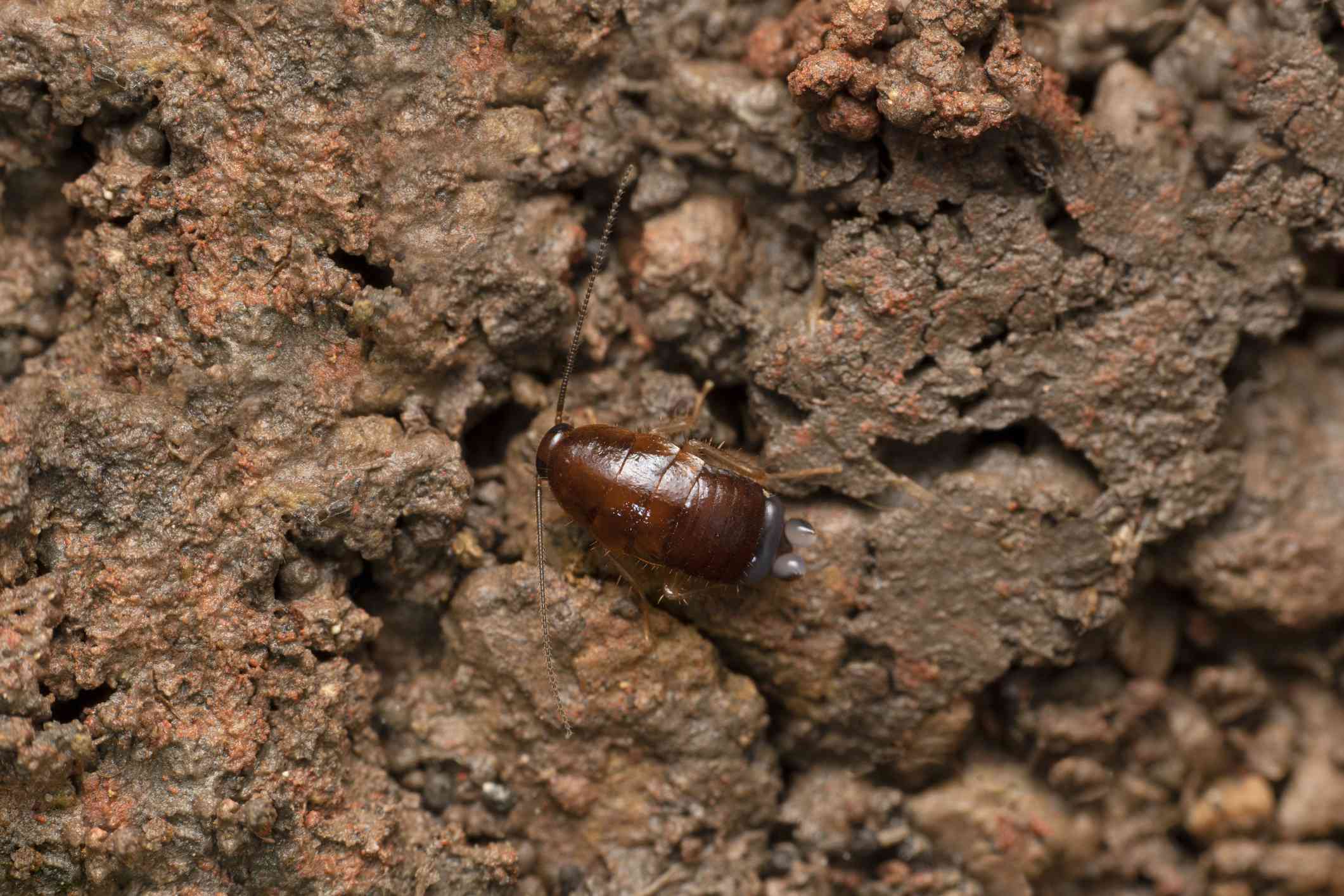 酸喷蟑螂,Eurycotis floridana萨达拉,印度马哈拉施特拉邦”width=